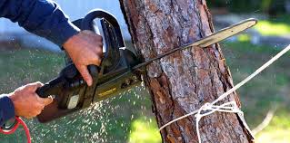 Reliable Northridge, OH Tree Services Solutions