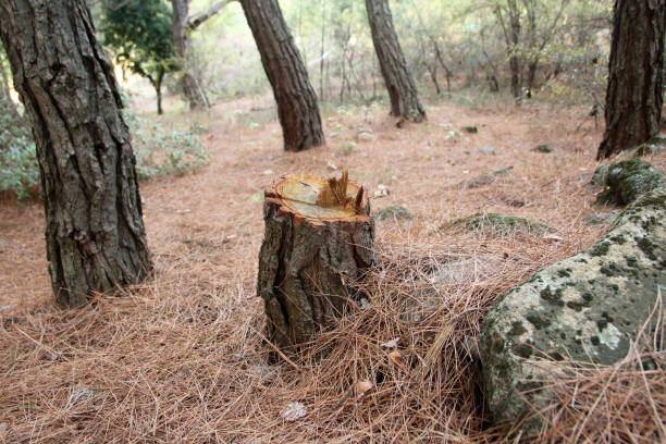 How Our Tree Care Process Works  in  Northridge, OH